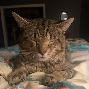 Meet your Posher, Piper